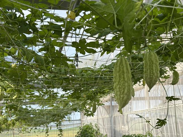 苦瓜 產品圖片（圖片編號 997769）