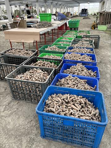 薑黃 產品圖片（圖片編號 997773）