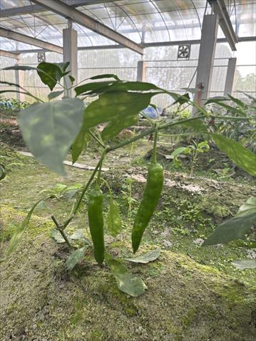 甜椒(含青椒) 產品圖片（圖片編號 997783）