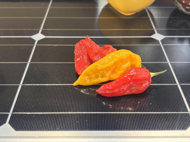 辣椒 產品圖片（圖片編號 997784）