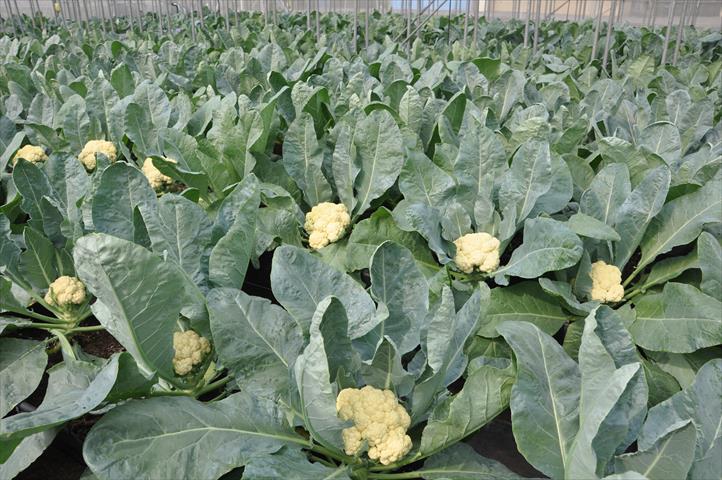 花椰菜 產品圖片（圖片編號 998073）