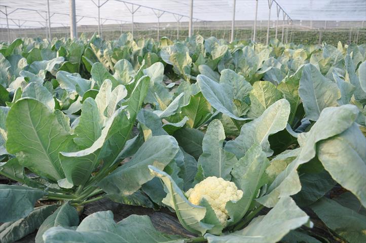 花椰菜 產品圖片（圖片編號 998074）
