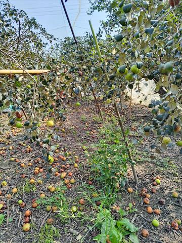 棗 產品圖片（圖片編號 998083）