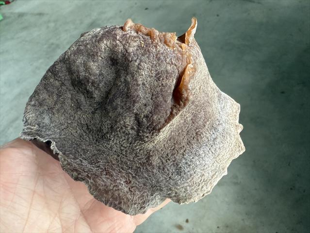 黑木耳(毛木耳) 產品圖片（圖片編號 998279）