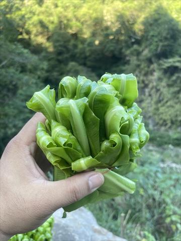 山蘇(鳥巢蕨) 產品圖片（產品編號 710441）
