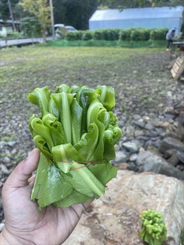 山蘇(鳥巢蕨) 產品圖片（圖片編號 998423）