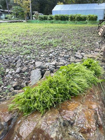 龍鬚菜(隼人瓜苗、梨瓜苗) 產品圖片（產品編號 710442）