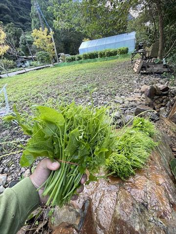 龍鬚菜(隼人瓜苗、梨瓜苗) 產品圖片（圖片編號 998425）