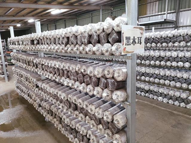 黑木耳(毛木耳) 產品圖片（圖片編號 998430）