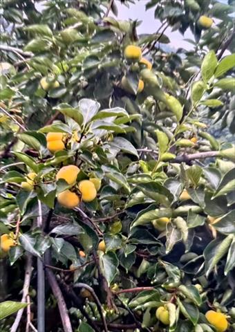 柿子 產品圖片（圖片編號 998565）