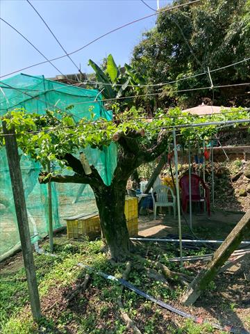 百香果 產品圖片（圖片編號 998722）