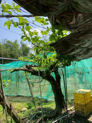 百香果 產品圖片（圖片編號 998723）