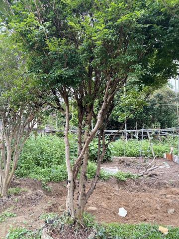 嘉寶果(樹葡萄) 產品圖片（產品編號 710621）