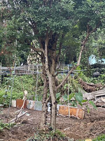 嘉寶果(樹葡萄) 產品圖片（圖片編號 998728）