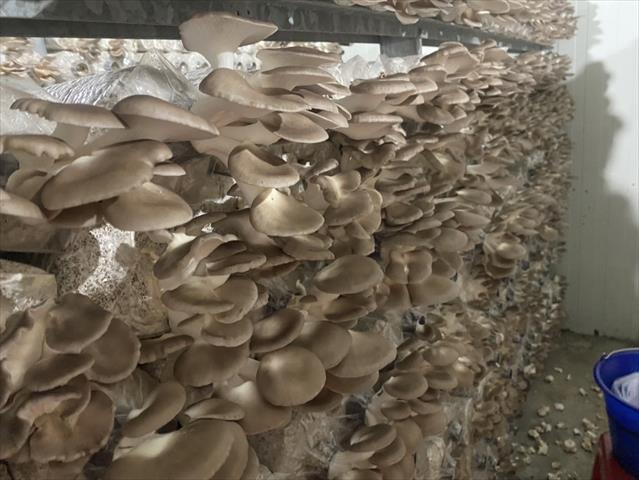 秀珍菇 產品圖片（產品編號 710700）
