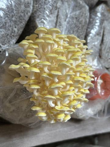 珊瑚菇 產品圖片（產品編號 710699）