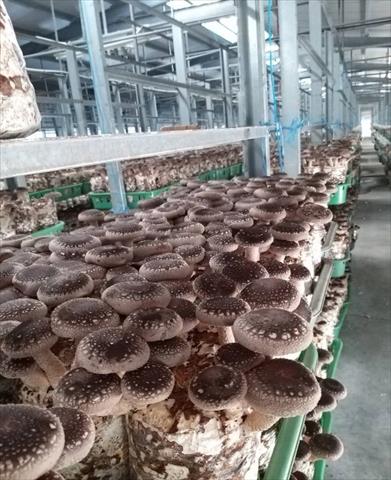 香菇 產品圖片（產品編號 710701）