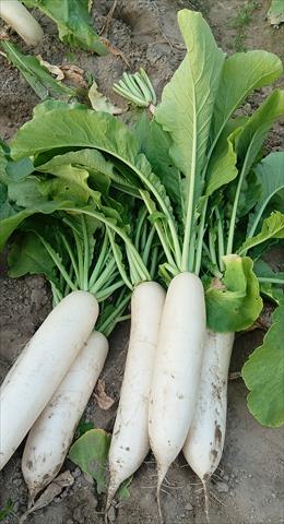 蘿蔔(白蘿蔔,菜頭) 產品圖片（產品編號 710706）