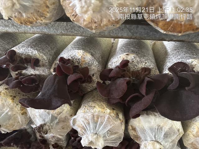 黑木耳(毛木耳) 產品圖片（圖片編號 999251）