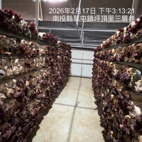 黑木耳(毛木耳) 產品圖片（圖片編號 999252）