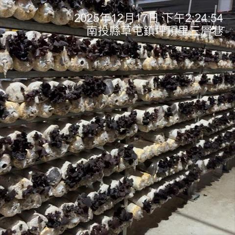 黑木耳(毛木耳) 產品圖片（圖片編號 999253）