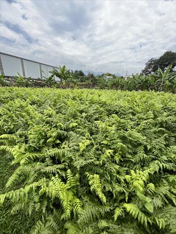 山蕨(過貓) 產品圖片（產品編號 710757）