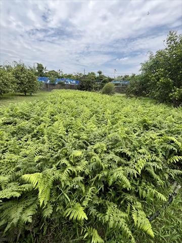 山蕨(過貓) 產品圖片（圖片編號 999404）