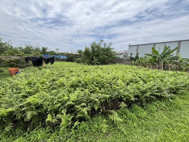 山蕨(過貓) 產品圖片（圖片編號 999405）