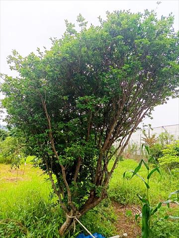 嘉寶果(樹葡萄) 產品圖片（產品編號 711082）
