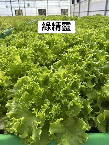 甘藍(高麗菜) 產品圖片（圖片編號 1001198）