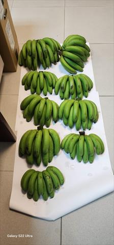 香蕉 - 瀞峰香蕉 產品圖片（圖片編號 1008737）