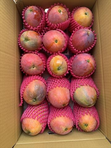 芒果 產品圖片（圖片編號 1011214）