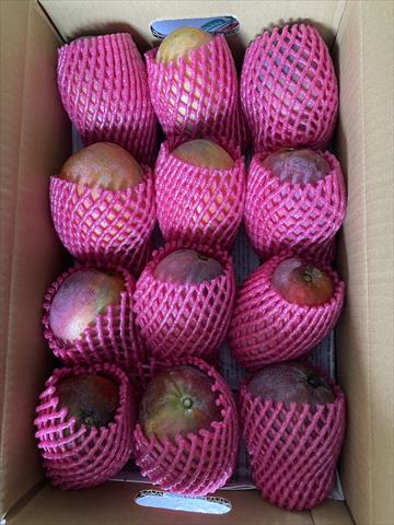 芒果 產品圖片（圖片編號 1011216）