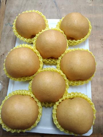 梨 產品圖片（圖片編號 1011291）