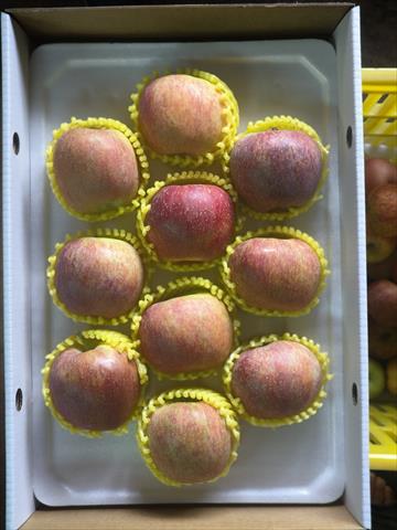 蘋果 產品圖片（圖片編號 1011294）