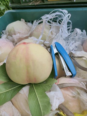 桃 產品圖片（圖片編號 1011295）
