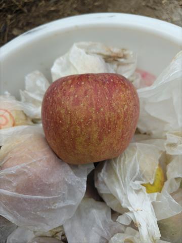 蘋果 產品圖片（圖片編號 1011296）