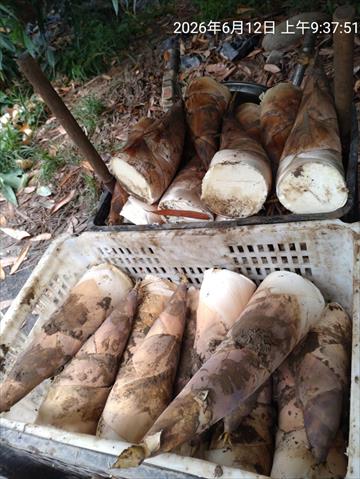 竹筍 產品圖片（圖片編號 1011514）