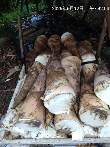 竹筍 產品圖片（圖片編號 1011515）