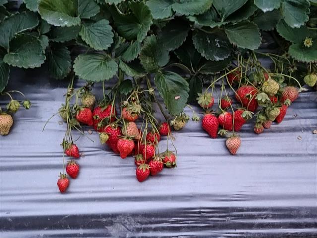 草莓 - 豐香草莓 產品圖片（圖片編號 1013940）