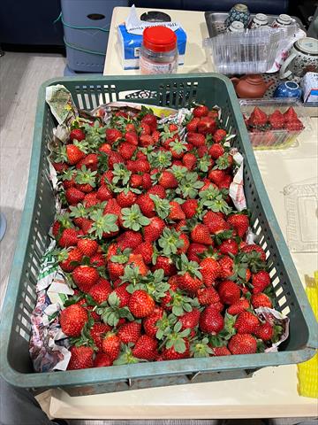 草莓 產品圖片（圖片編號 1014476）