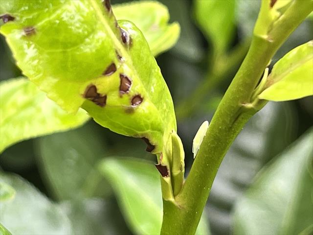 茶製品-茶 產品圖片（圖片編號 1017571）
