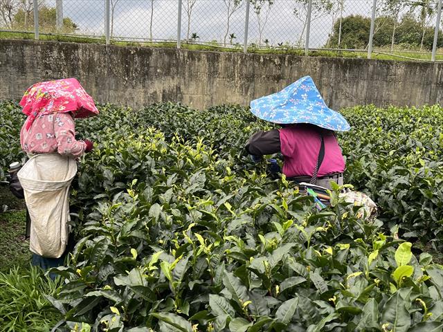 茶製品-茶 產品圖片（圖片編號 1017574）