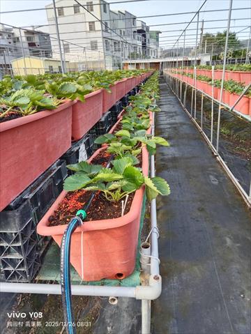 草莓 產品圖片（圖片編號 1020233）