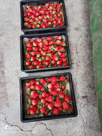 草莓 產品圖片（圖片編號 1020235）