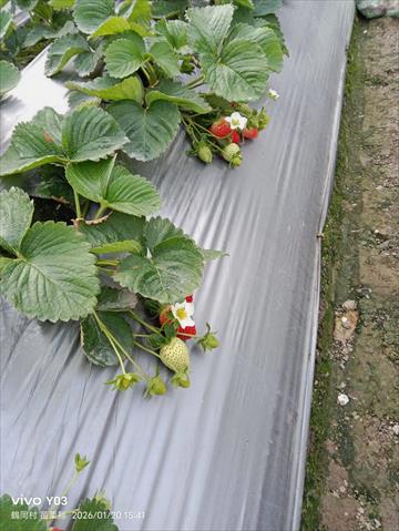 草莓 產品圖片（圖片編號 1020236）