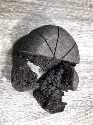 茶製品-茶 - 酸柑茶切塊 產品圖片（圖片編號 1020750）