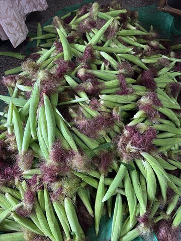 食用玉米(含玉米筍) 產品圖片（圖片編號 1022985）