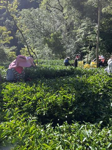 茶製品-茶 - 大禹嶺高冷茶 產品圖片（圖片編號 1025705）