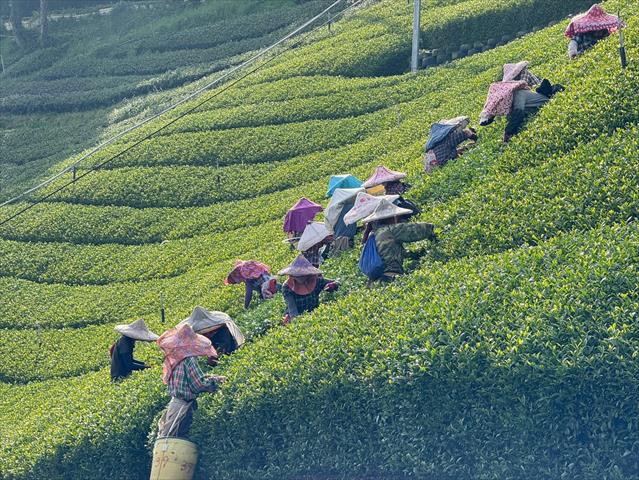 茶製品-茶 - 福壽山高冷茶 產品圖片（圖片編號 1025709）